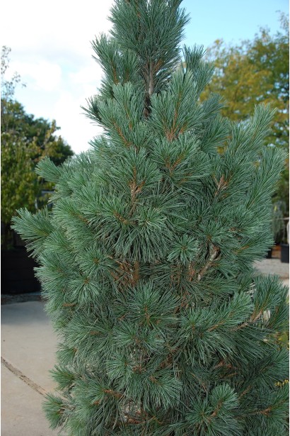 Сосна гнучка Цесаріні Блю